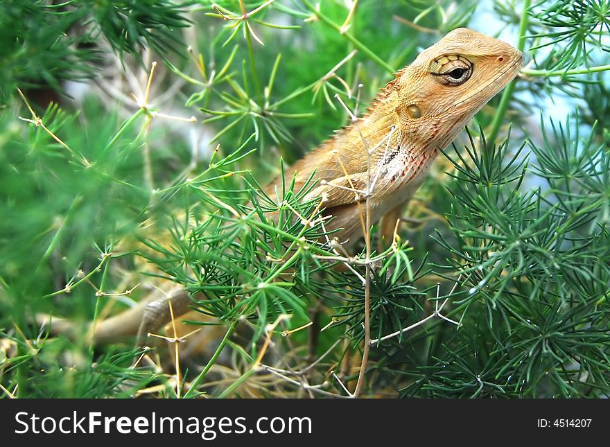 A chameleon in a small bush