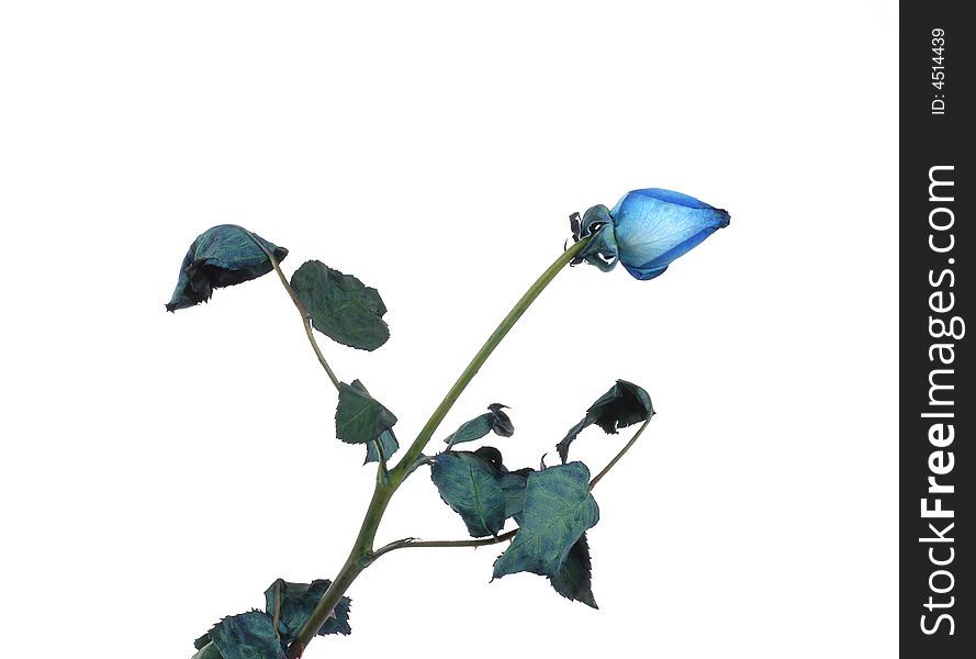 Blue Rose