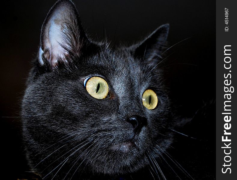 For centuries, the black cat has been associated with the underworld, magic, and spirits who roam the world.