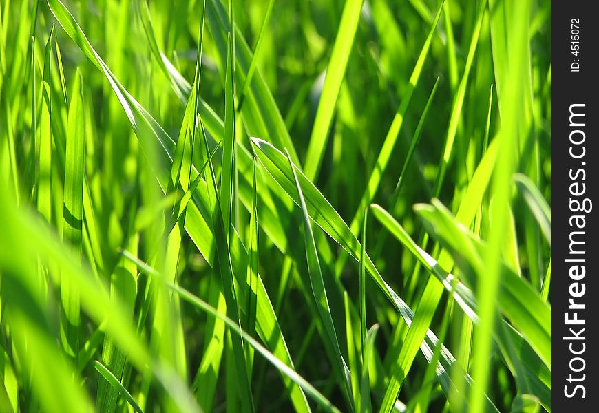 Detail of a green grass, very soft focus. Detail of a green grass, very soft focus.