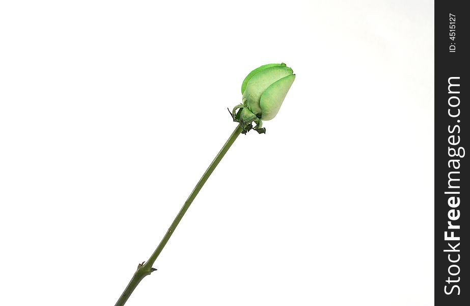Green rose which is painted
