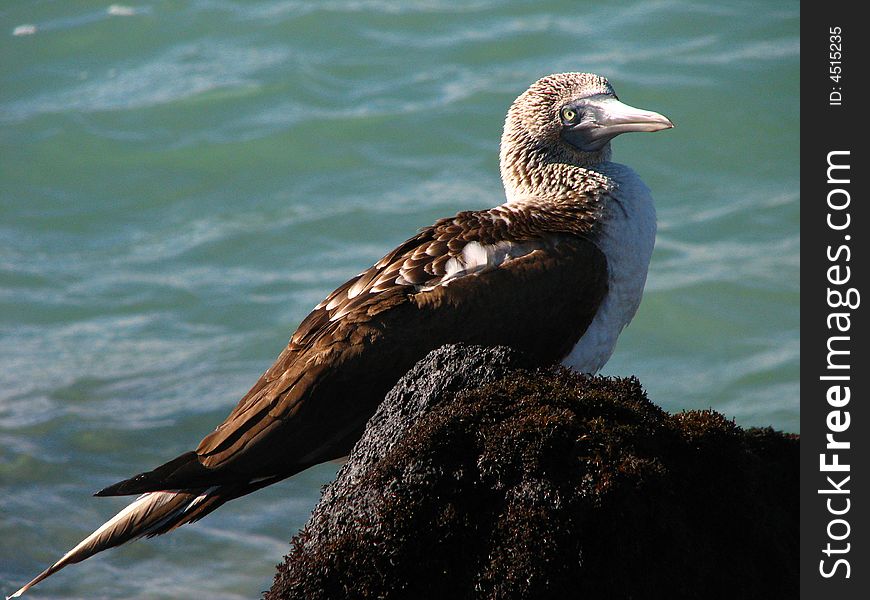 Galapagos ocean lovng booby nests by the sea. Galapagos ocean lovng booby nests by the sea