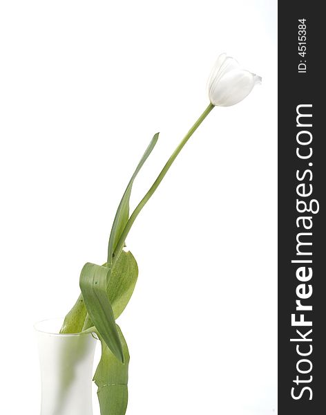 Single White tulip on white background