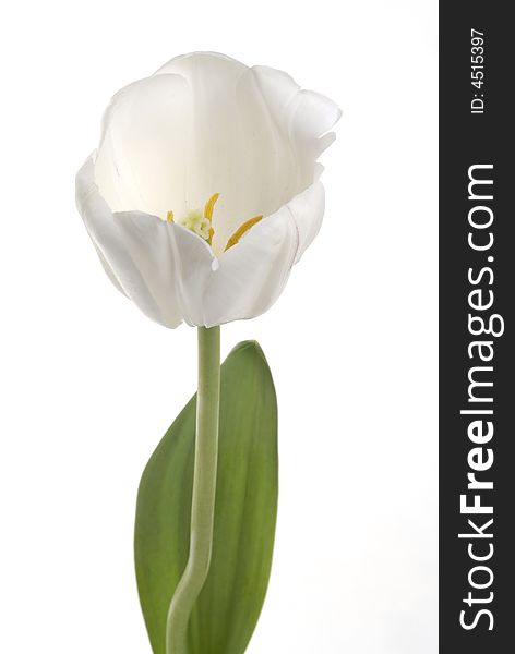 Single White tulip detail and leaf