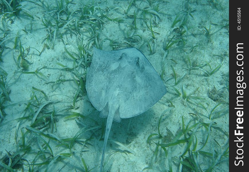Ray - underwater photo taken during snorkeling in Jamaica