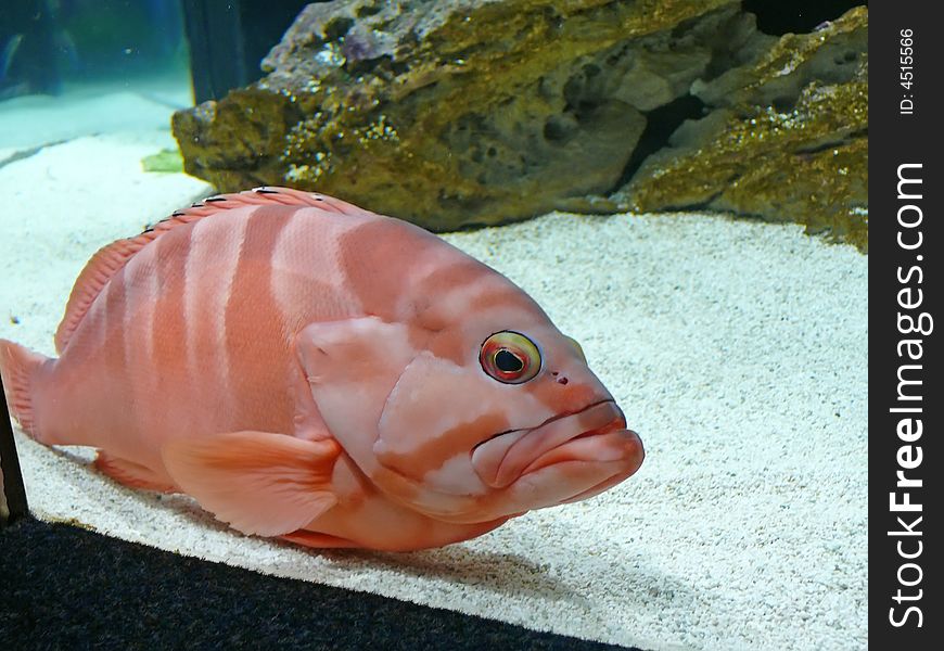 Beautiful fish in aquarium in south africa