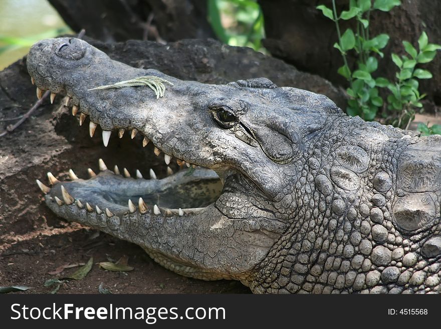 Close up of a crocodile head