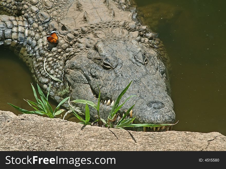 Close up of an alligator head carrying a butterfly