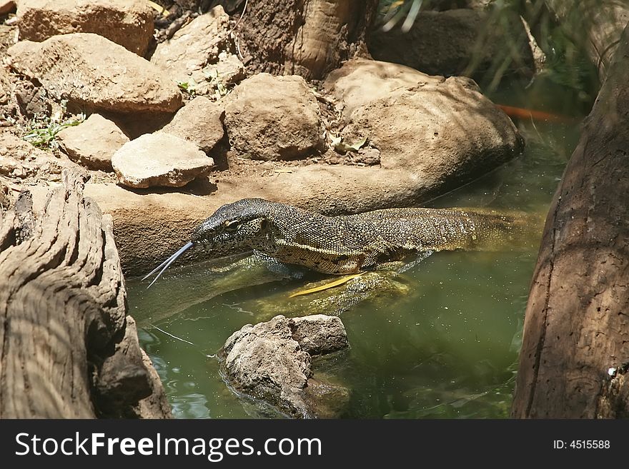 A young reptile in the water