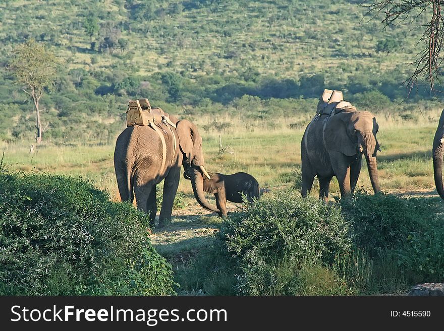 Elephants on a safari with and a young elephant