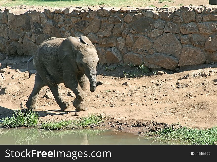 Young elephant playing on African reservation