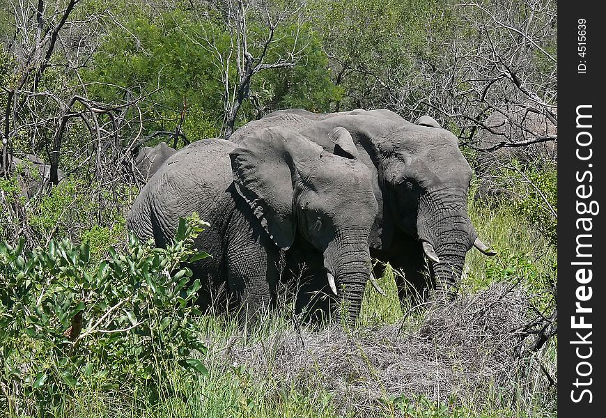 Two elephants on the national park in south africa