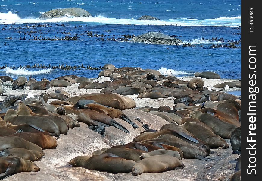 A sea lion colony in south africa