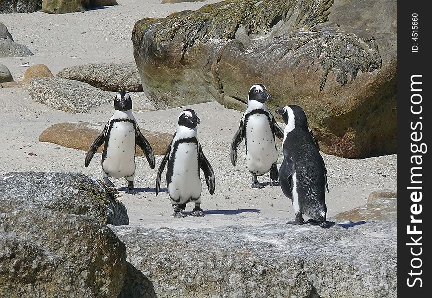 Four penguins on the beach in south africa