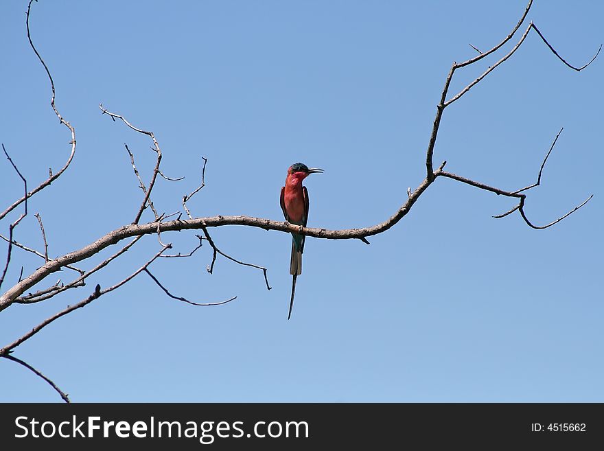 Colorful bird on the tree against blue sky