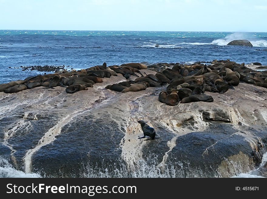 Colony of sea lions resting in the sun