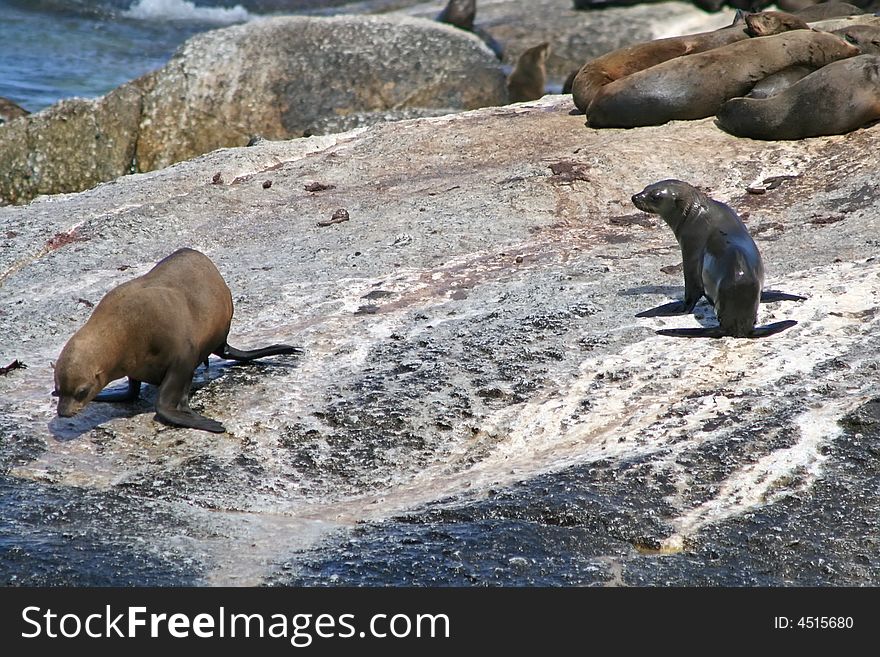 Two sea lions on the rocks in south africa