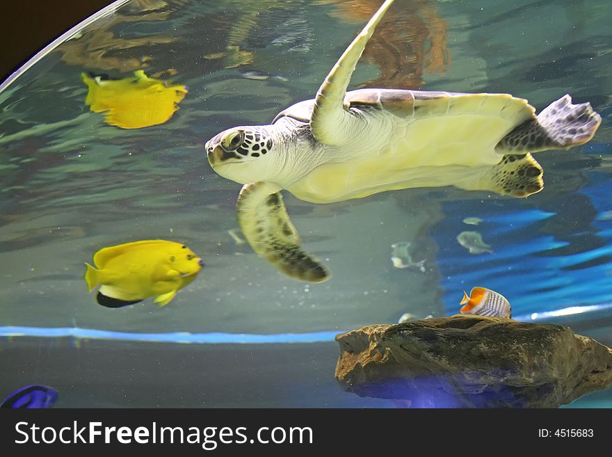 Beautiful turtle in aquarium in south africa