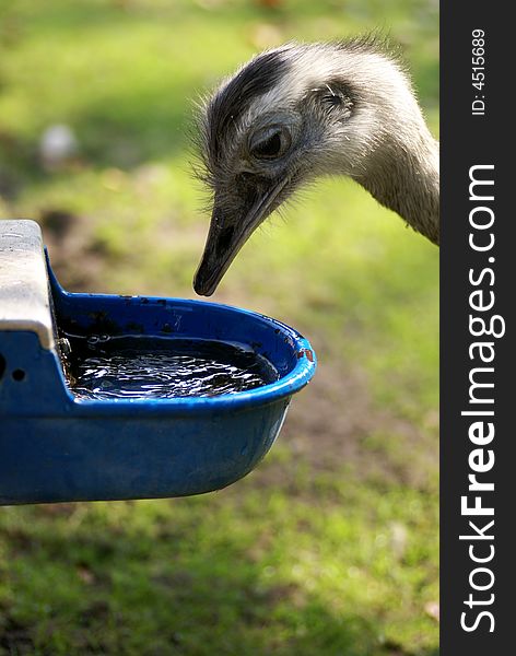 Ostrich in children farm drinking water. Ostrich in children farm drinking water.