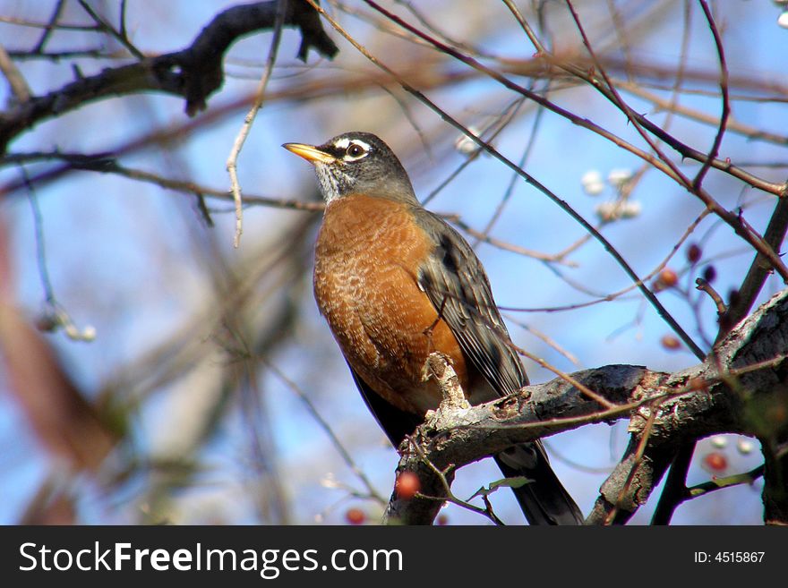 Robin sitting in a tree waiting for spring