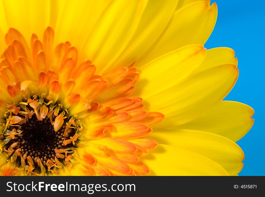 Macro of a beautiful Gerbera on blue background. Macro of a beautiful Gerbera on blue background