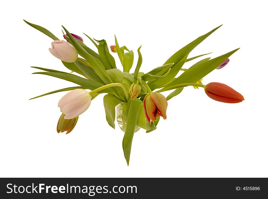 Tulip flowers isolated on white background. Tulip flowers isolated on white background