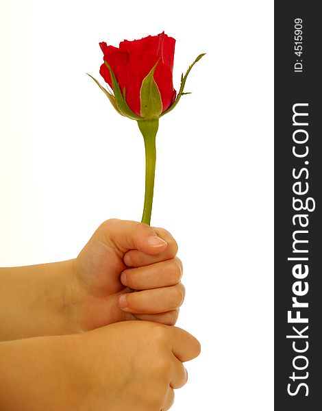 Child holding rose flower in hand on isolated white background. Child holding rose flower in hand on isolated white background