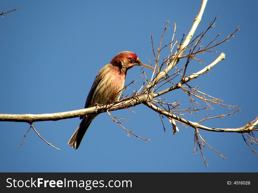 Finch with leaf in mouth in a tree