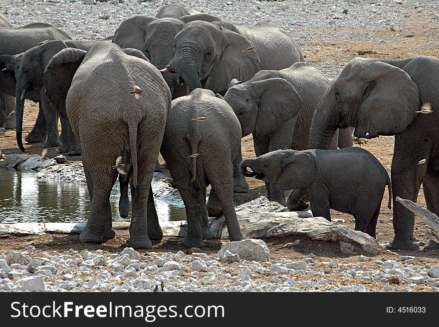 A group of small medium and big elephants are drinking water and play inside the Etosha Park, Namibia