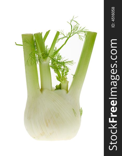 Fresh fennel isolated on a white background