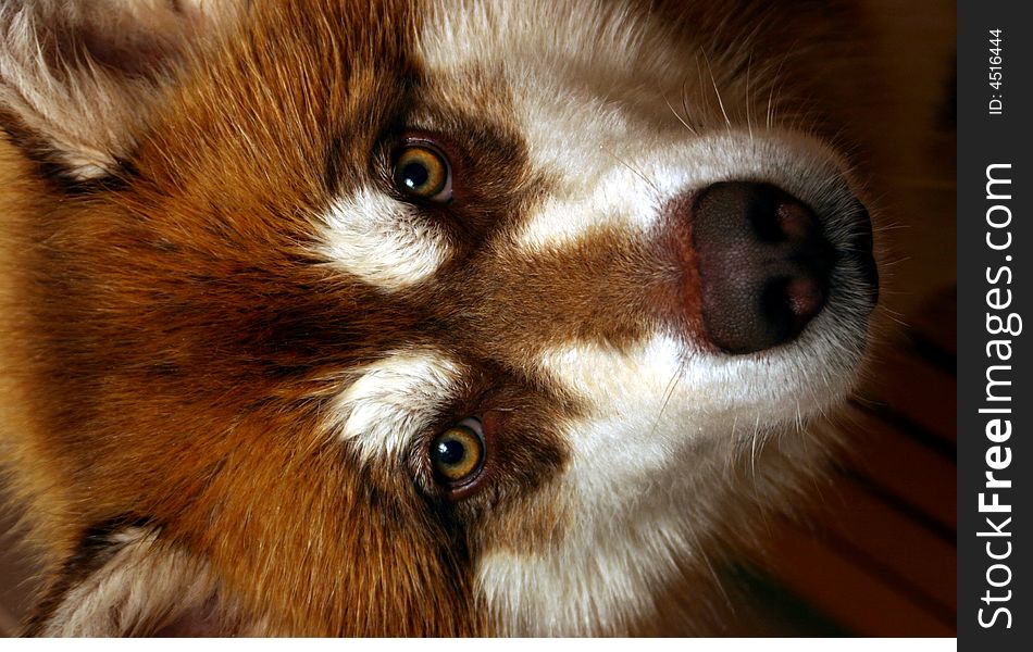 An adorable Alaskin Malamute named Digger.