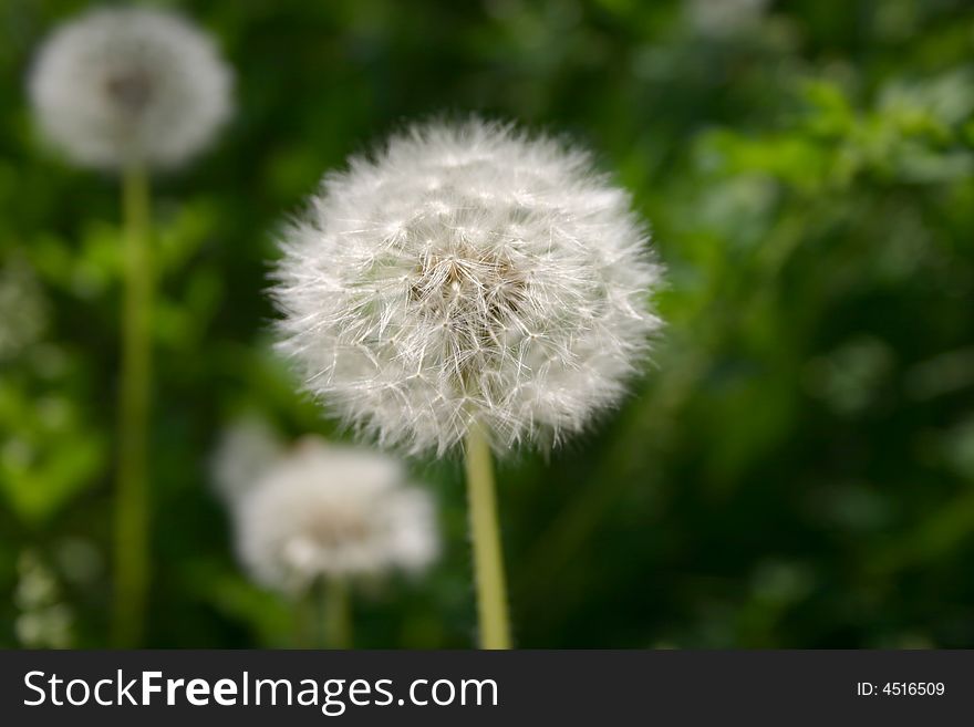 White dandelion on background of the green herb