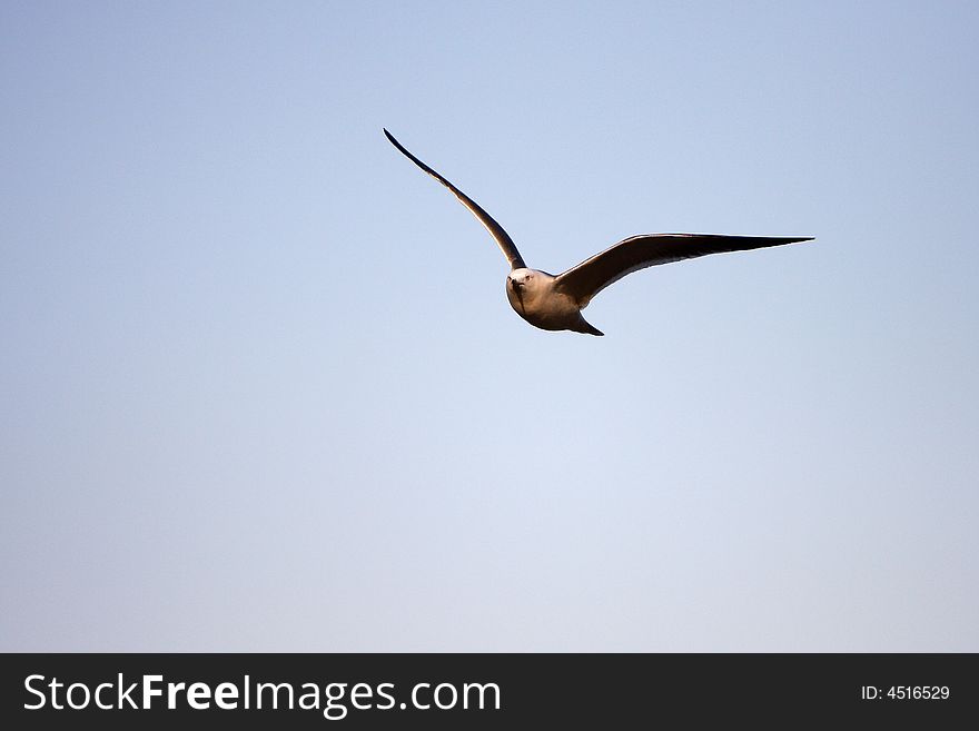 Seagull bird animal wild free