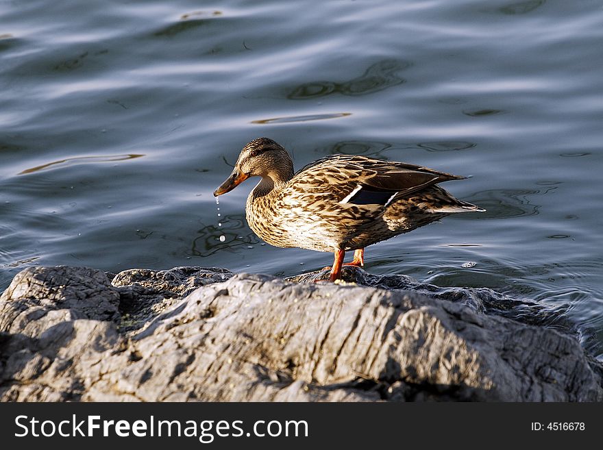 This little wild duck is looking for its companion. This little wild duck is looking for its companion.