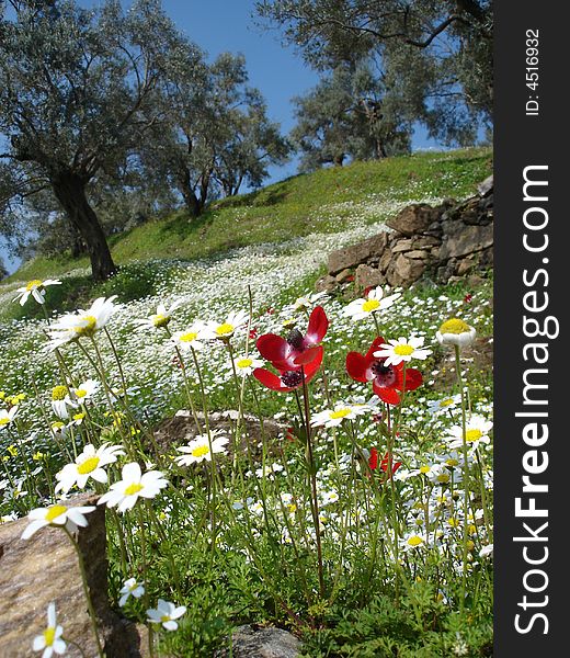 A bed of Marguerite and poppy seed flowers in Turkey. A bed of Marguerite and poppy seed flowers in Turkey