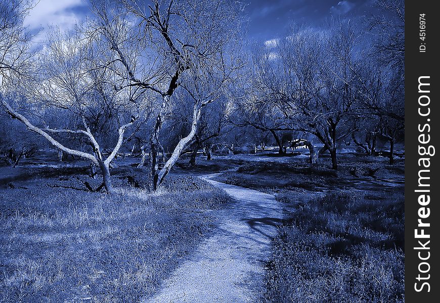 Blue toned image of a dirt trail leading into a dark grove of dead trees. Blue toned image of a dirt trail leading into a dark grove of dead trees