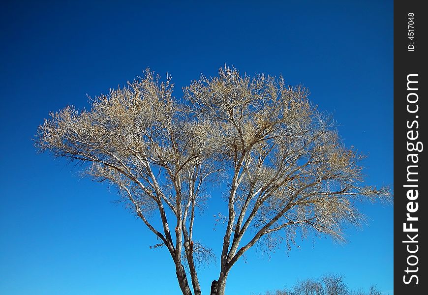 A large tree with leaves beginning to sprout against a clear blue sky. A large tree with leaves beginning to sprout against a clear blue sky