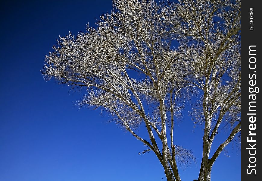 A large tree with leaves beginning to sprout against a clear blue sky. A large tree with leaves beginning to sprout against a clear blue sky