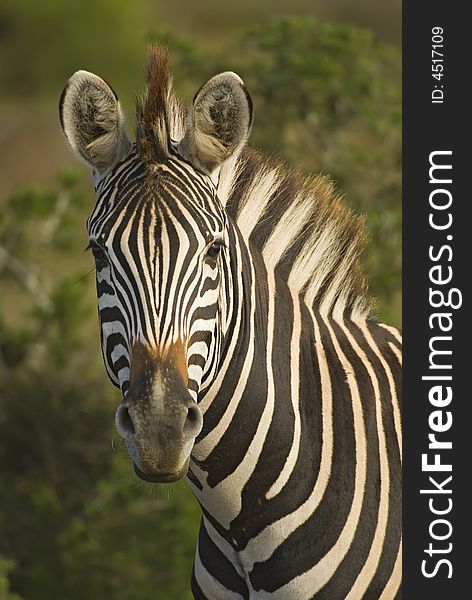 Juvenile Zebra Portrait