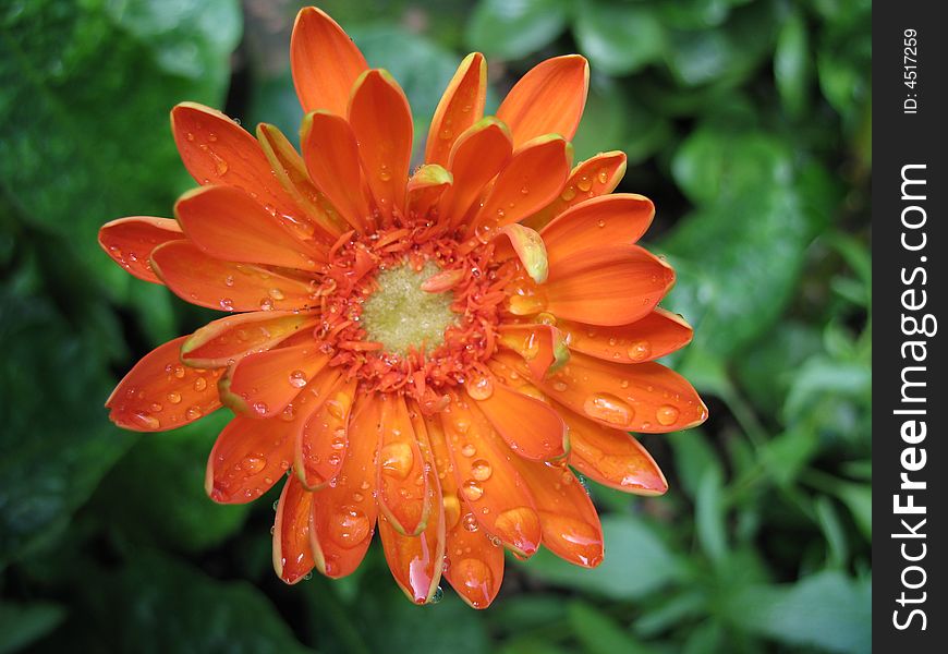 An orange flower in the rain. An orange flower in the rain