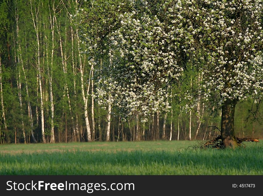 Blooming apple tree in the spring day