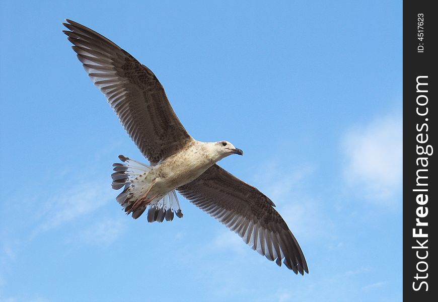 The flying seagull on a background of the blue sky