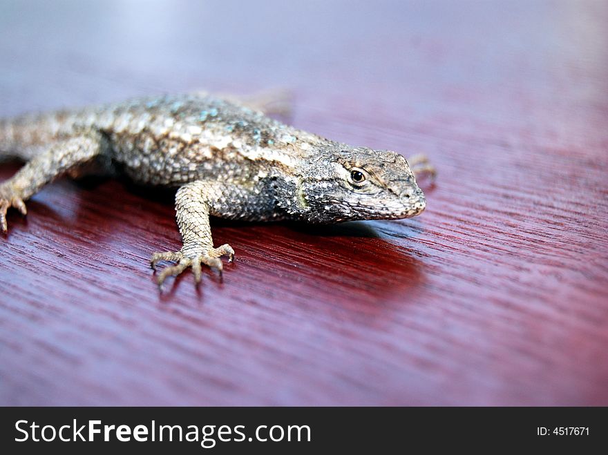 Lizard walking on red wood. Lizard walking on red wood