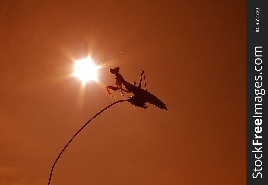 Grasshopper on a grass on a background of the red sky