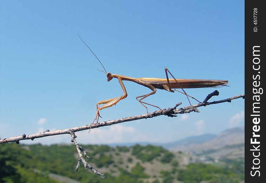 Grey grasshopper on a background of Crimean mountains