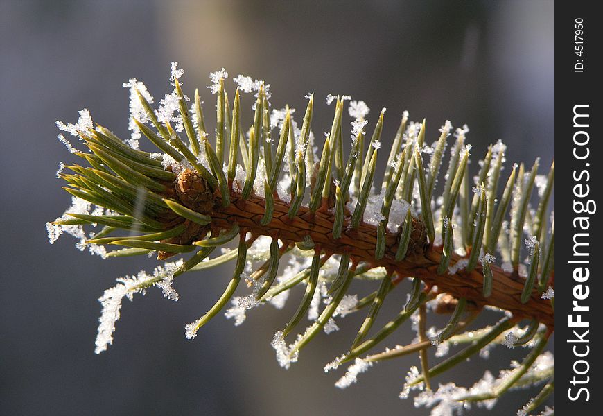 Spruce twig with snow crystals