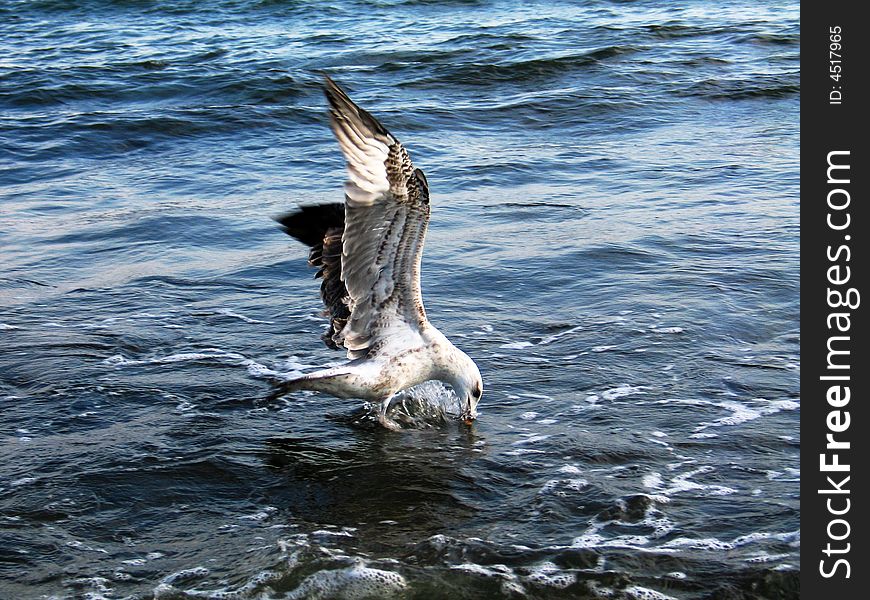 The seagull on sea waves in searches of a forage
