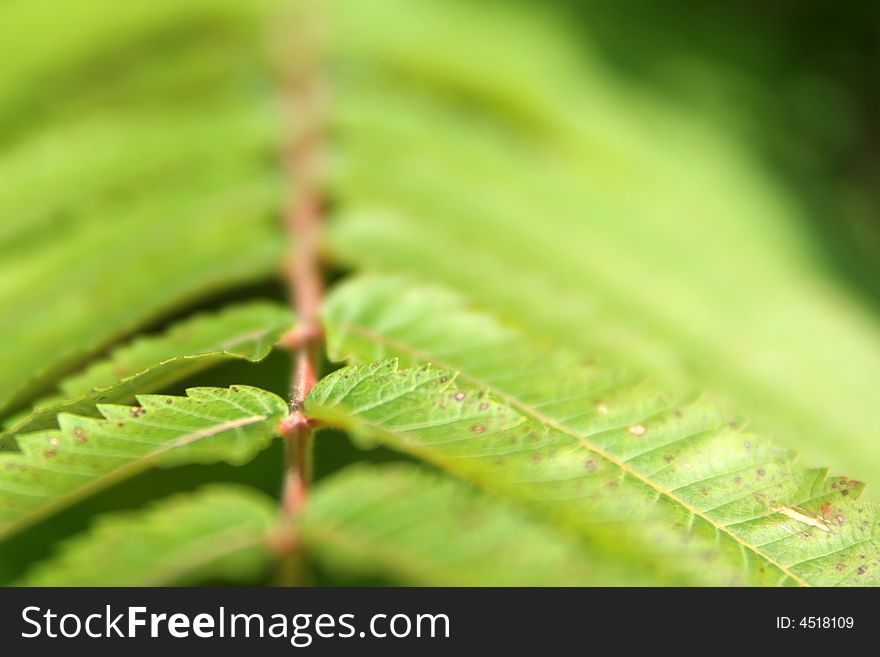 Leaf of the fern isolated on green. Leaf of the fern isolated on green