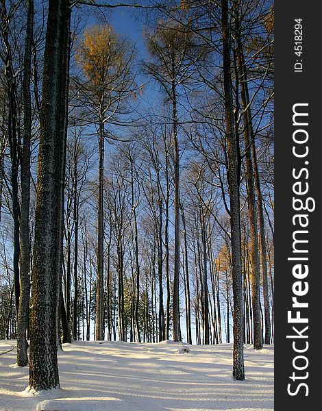 Forest covered by snow in the winter day. Forest covered by snow in the winter day