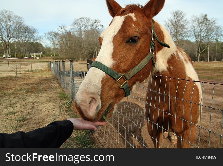 Outstretched hand feeding a horse across a fence